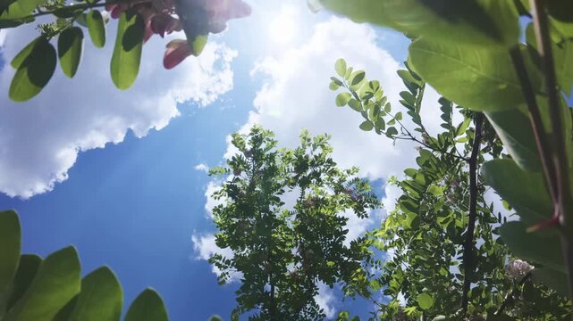 Flight down within blooming Pink Acacia or Clammy Locust (Robinia viscosa) flying between the branches with white-pink flowers, against a blue, cloudy sky, backlit by the sun