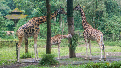 Giraffe family grazing in lush green forest environment © Hidayat