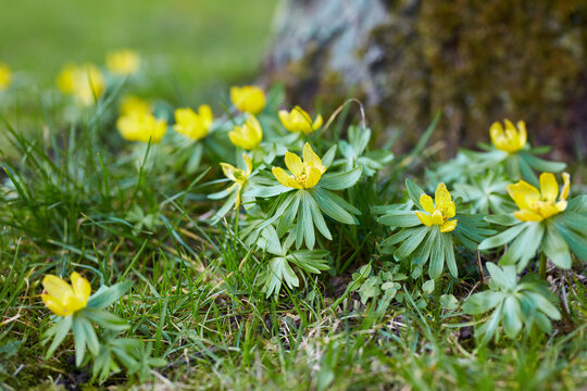 Flowers, grass and blossom with growth in nature for pollination, ecology and horticulture. Lawn, winter aconite and foliage with wildflower, flowering stage and botanical plants in natural habitat