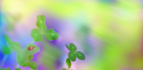 Leaves of clover with crawling ladybug over natural background. Blurred background © Roman Ivaschenko