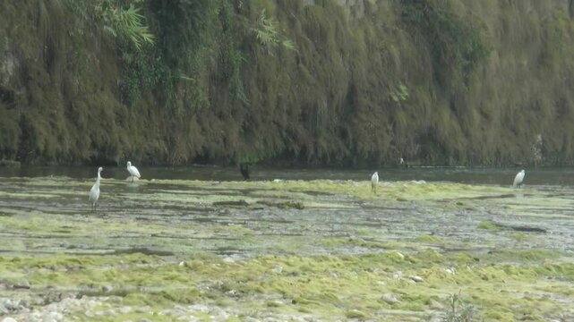 Group Of Heron's Brid In Channel