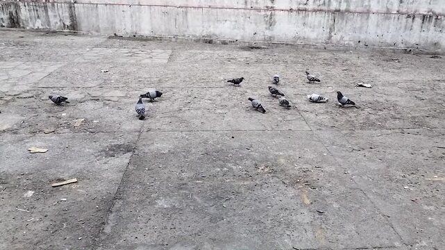 group of pigeon on cemented ground at palampur baijnath location himachal pradesh india