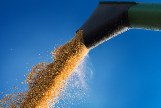 Combine dumps soybean seeds into a truck after harvest