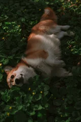 Dog corgi in a forest © Юлия Батаева