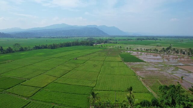 Aerial drone footage of a huge rice field plain in Cinangka, Serang regency, Banten , Java island, Indonesia, some still muddy, the rest green, with mountains behind, and tree raws