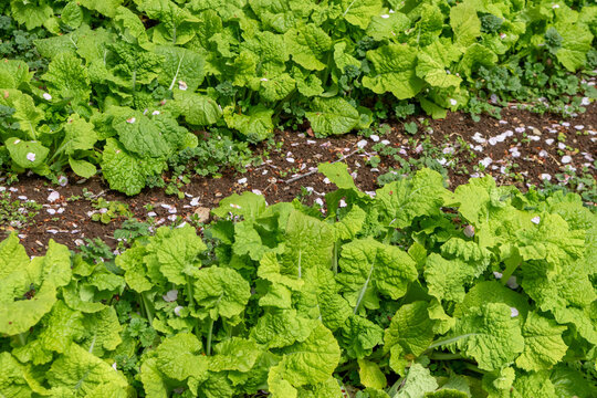 緑の葉の間の道に落ちた日本の桜の花弁