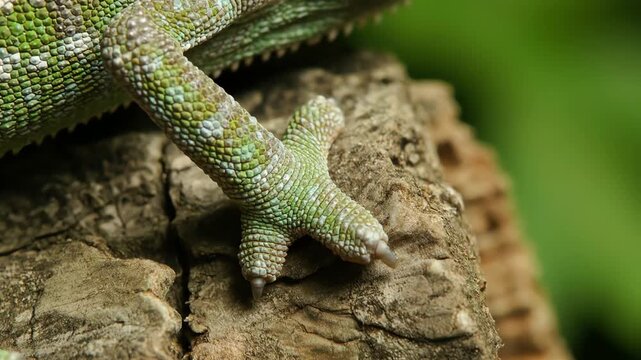 Green lizard on tree stump closeup.