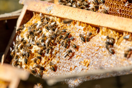Apiculture - Abeille mellif&egrave;re l&eacute;chant du miel dans les alv&eacute;oles en cire d'un cadre de  ruche
