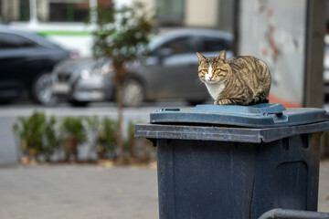A long-haired cat sitting gracefully on a windowsill, enjoying the view, sunlight, and comfort while adding charm and warmth to the room. © Daniel