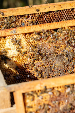 Apiculture - Abeille mellif&egrave;re l&eacute;chant du miel dans les alv&eacute;oles en cire d'un cadre de  ruche