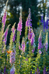 Obraz premium Nature, flowers and closeup of Lavender in garden for floral environment, natural growth or ecosystem. Background, decoration and spring aesthetic with greenery, blossom and petals for botany outdoor