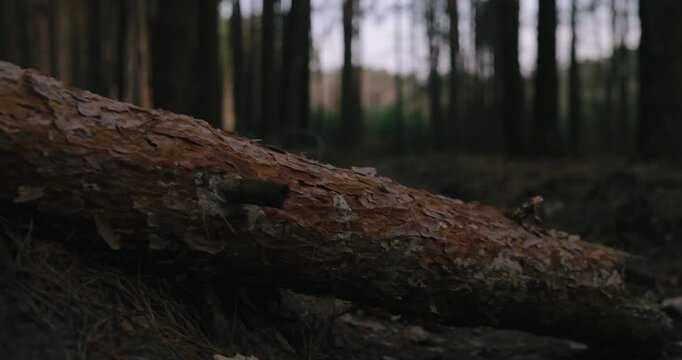 Low angle steadicam shot of a fallen pine tree in a dark forest, audio included