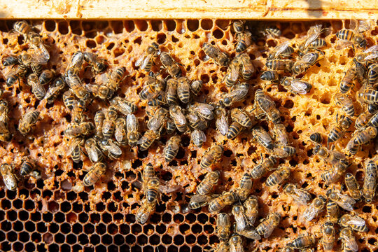 Apiculture - Abeille mellif&egrave;re l&eacute;chant du miel dans les alv&eacute;oles en cire d'un cadre de  ruche
