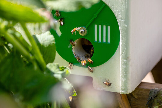 Apiculture - abeilles se posant &agrave; l'entr&eacute;e d'une ruchette d'&eacute;levage en polystyr&egrave;ne