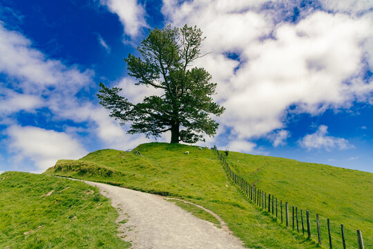 Lone Tree Crowning Green Hill Beside Path