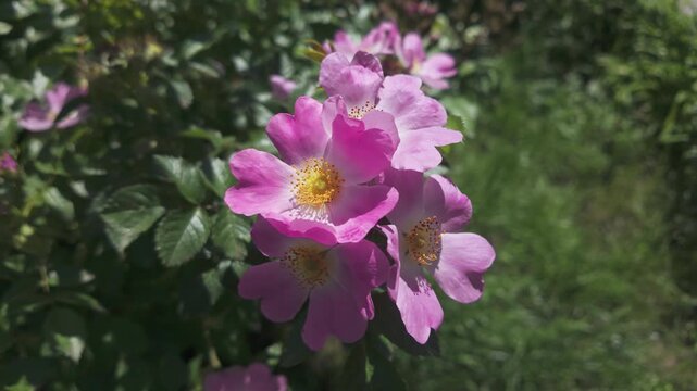 Flowers of Sweet briar, Rosa rubiginosa sway in the breeze on a bright sunny day in spring, close-up