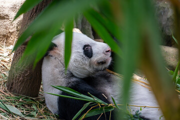 Giant panda rests beneath bamboo leaves. It eats green stalks with calm focus. Fur is soft gray and black. Tree trunk stands nearby in natural light. Bamboo fronds frame the panda's face © jinhongljh