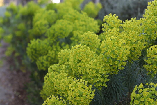 Piante di Euforbia verde , Euphorbia Characias, fotografata a Citylife a Milano, in Italia