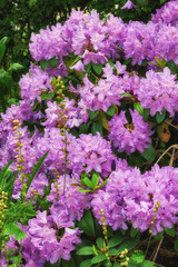 Obraz premium Garden, botany and environment with flowers in nature for plants, spring season or sustainability. Landscape, eco friendly and bush with Rhododendron outdoor for floral blossom, ecosystem and foliage