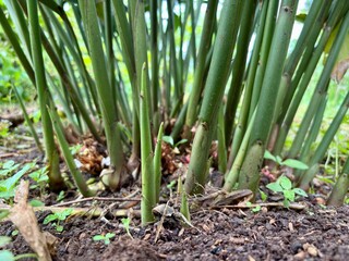 Obraz premium Close up of cardamom (Elettaria cardamomum) base stems and small flowers emerging from the soil.