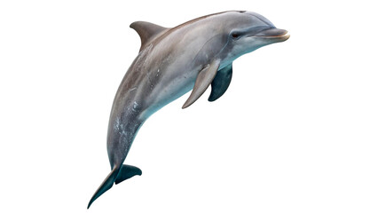 Fototapeta premium Dolphin swims through the water isolated on transparent background 