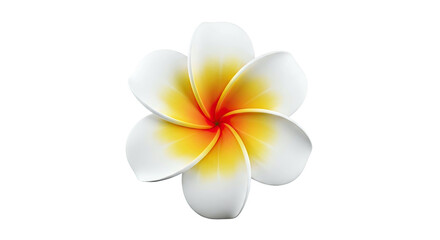 Fototapeta premium Plumeria flower with white petals and yellow-orange center