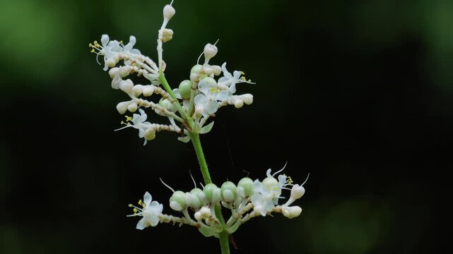 森の中でひっそりと咲く野の花　ヤブミョウガ藪茗荷