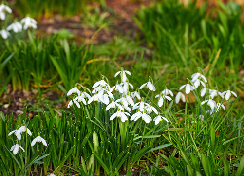 Spring, nature and growth of flowers in garden for blooming season, pollinator support or ecology. Plants, snowdrops and eco friendly backyard for sustainability, biodiversity and floral development
