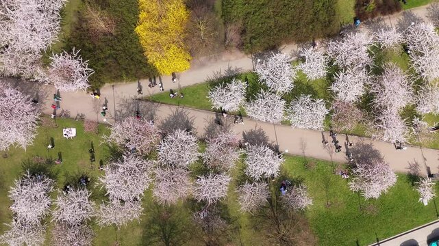 Aerial view of park with blossoming trees in full bloom, casting shadows on green grass, and people enjoying the spring weather, Vilnius, Lithuania.