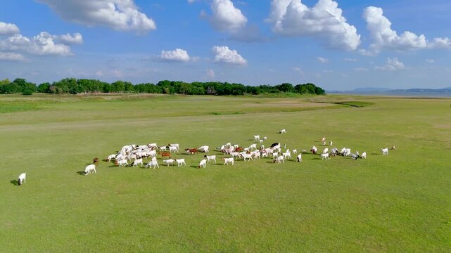 A herd of white goats roams across a pasture in rural Thailand.