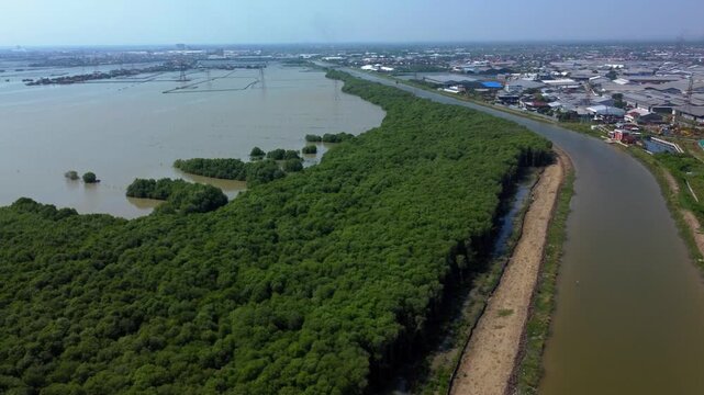 Aerial view of the river's muddy waters contrast with the lush green mangrove forest, with the city's industrial buildings looming in the horizon, Semarang, Indonesia.