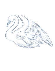 Line art blue swan bird © yuliia lashevska