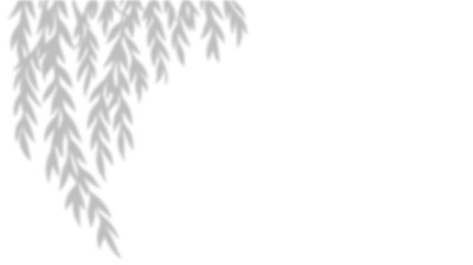 Realistic Weeping Willow Tree Branch Shadow Overlay Effect on White Wall Background © farheen