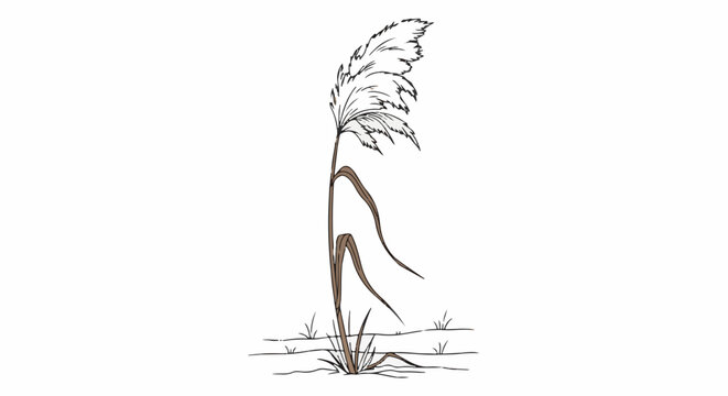 Single tall stalk of dried grass with feathery plume at top