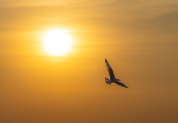 Fototapeta premium The seagulls are flying in the sunlight 2