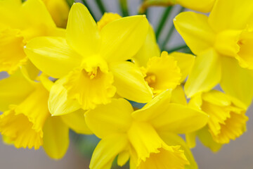 Obraz premium Bright yellow narcissus flowers bouquet close up as a symbol of spring and easter celebration