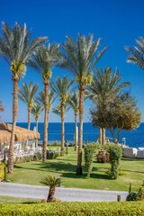 Fototapeta premium Luxury tropical resort with date palm trees and clear blue sea view on a sunny day in Sharm El Sheikh, Egypt