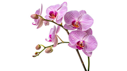 Obraz premium Orchid flowers with pink and white stripes isolated on transparent background cut out