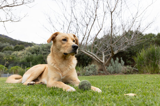 Light tan dog lying on trimmed lawn in backyard near worn green tennis ball, looking right