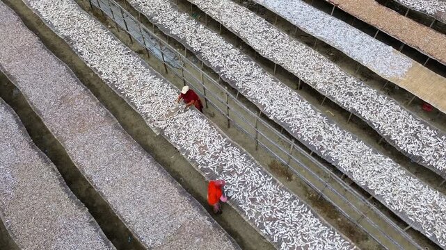Cox's Bazar, Bangladesh - 27 March 2026: Aerial view of rows of drying fishes creating a textured pattern, with workers in red adding a splash of color.