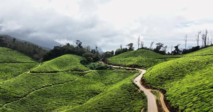 Cinematic drone aerial view of rural road amidst Tea Plantation hill in Munnar, Kerala, India. Aerial view of a tea plantation in Munnar. The beautiful Western Ghats mountain range in Kerala