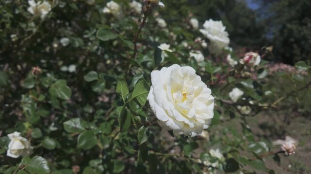 White Evergreen rose flower, Rosa sempervirens sways in the wind