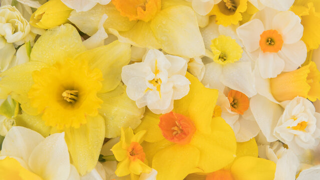 background with different kind of daffodil or narcissus flowers in white and yellow