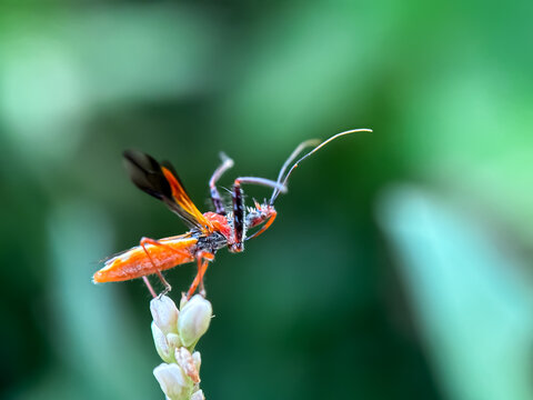 Close up of assassin bug (Rhynocoris iracundus), assassin bug perched on the leaves