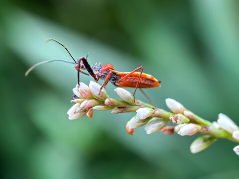 Close up of assassin bug (Rhynocoris iracundus), assassin bug perched on the leaves