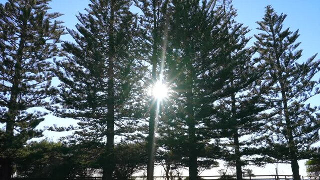 Sunlight shining through coastal pine trees with lens flare, Tathra, New South Wales, Australia.