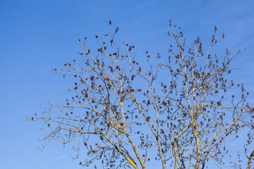 Obraz premium Kahler Baum mit Ästen und Baumkrone im Frühling, Deutschland