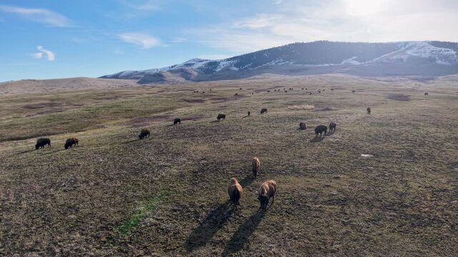A drone captures a herd of bison grazing across a sprawling open plain under a bright sky with distant snowcapped mountains in Montana.