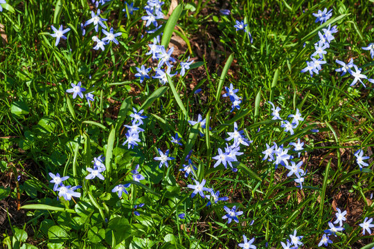 Blaustern, Blausternbl&uuml;te, Blumenwiese, Hintergrundbild, Deutschland