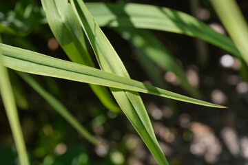 Fototapeta premium Spiderwort leaves in the garden - Latin name - Tradescantia virginiana